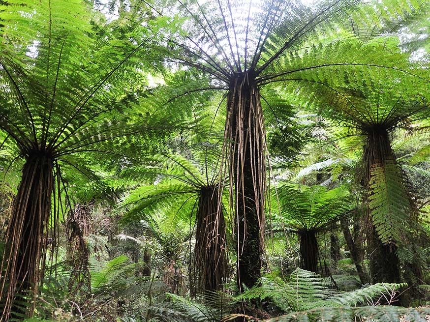nieuw-zeeland-waiatoto-river-safari-varens