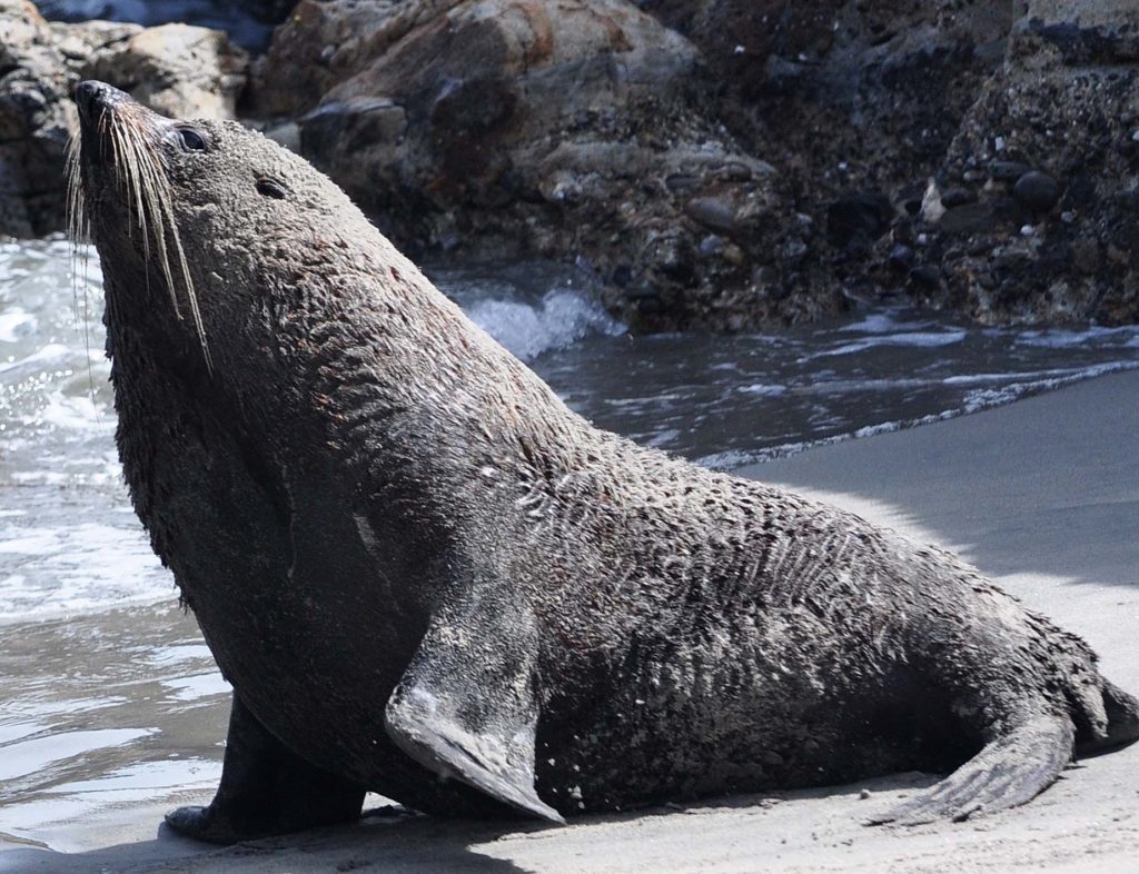 nieuw-zeeland-wharariki-beach-zeeleeuw