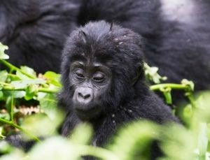 oeganda-bwindi-gorilla-baby