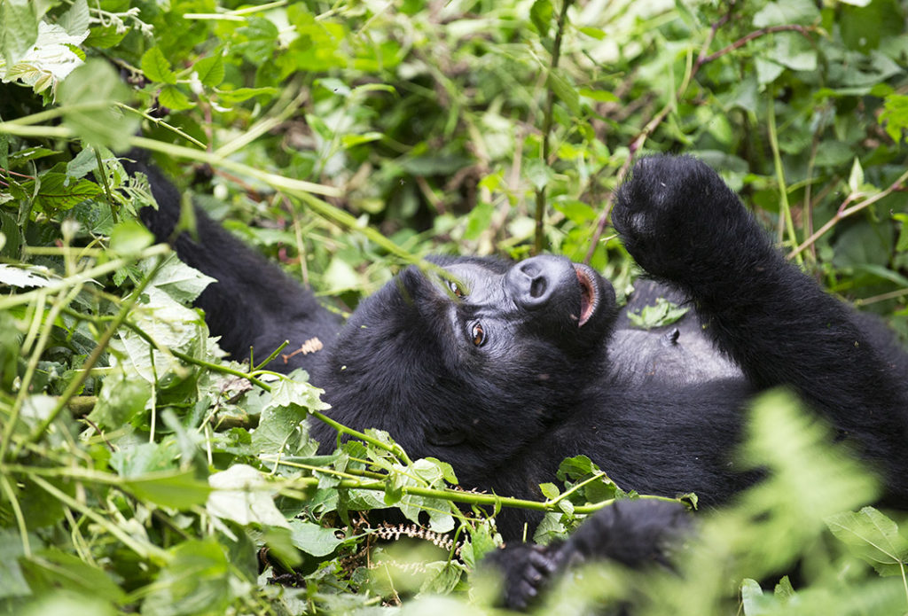 oeganda-bwindi-gorilla-eten