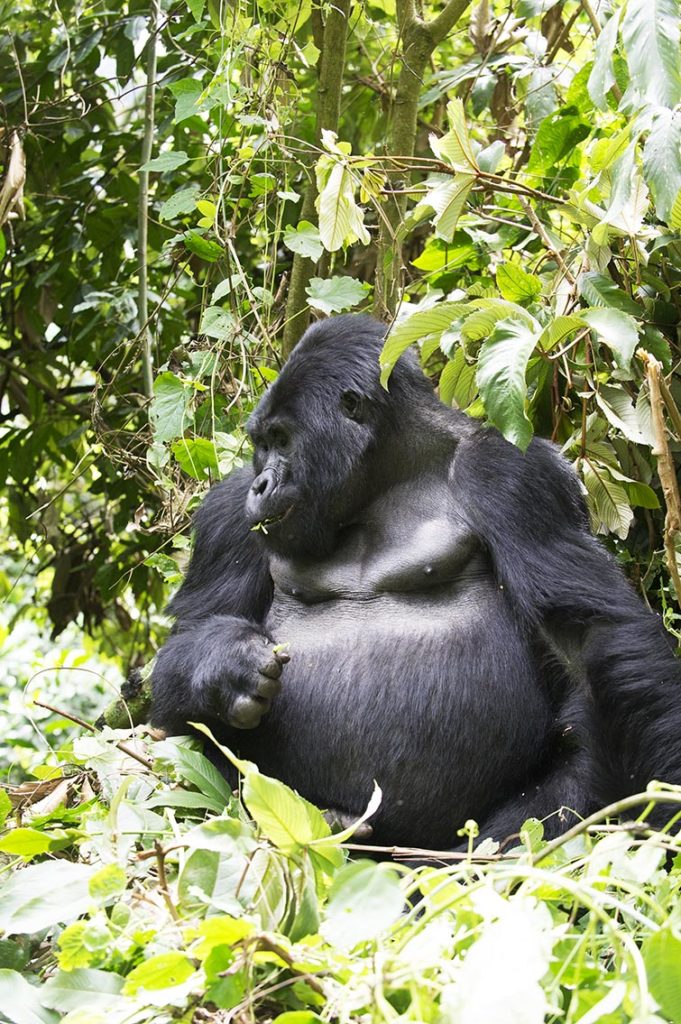 oeganda-queen-elizabeth-park-leeuwen