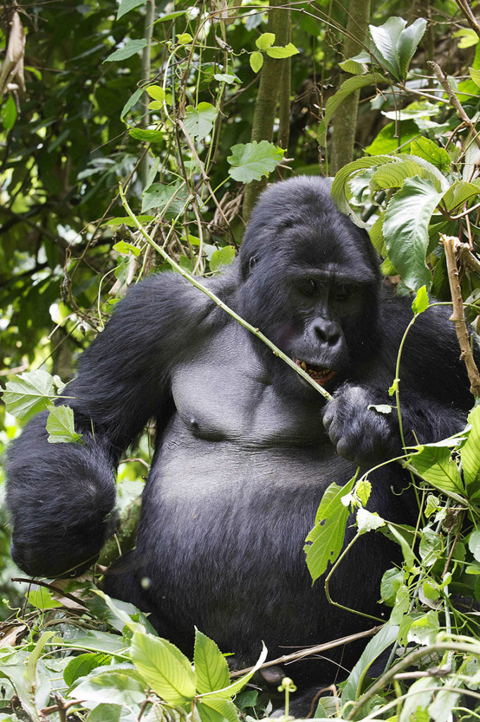 oeganda-bwindi-gorilla-zilverrug-eten