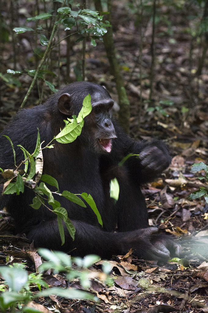 oeganda-kibale-chimpansee-eet