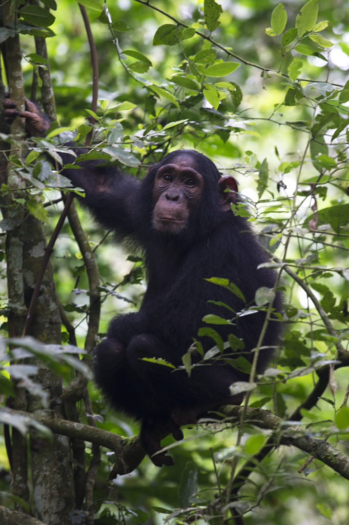 oeganda-kibale-chimpansee-uitkijk