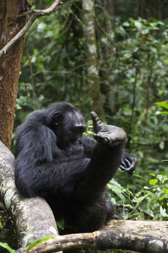 oeganda-kibale-chimpansee-vlooit