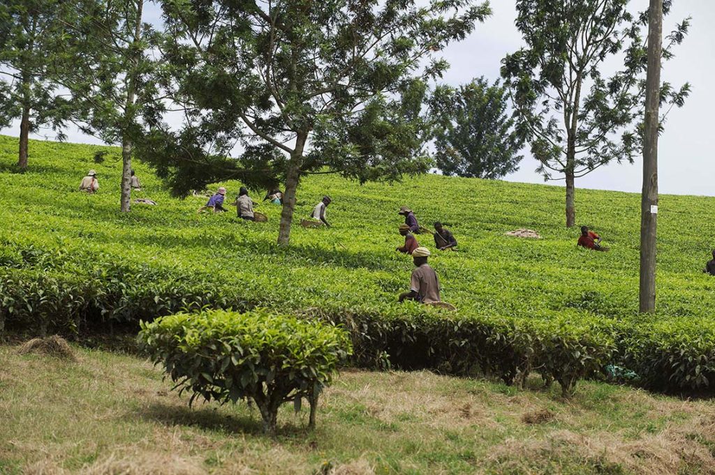oeganda-kibale-thee-plantage