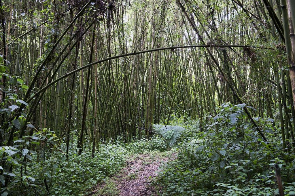 oeganda-rwenzori-bamboe