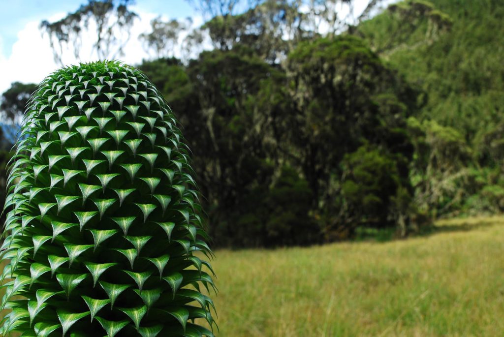 oeganda-rwenzori-giant-lobelia-uitzicht