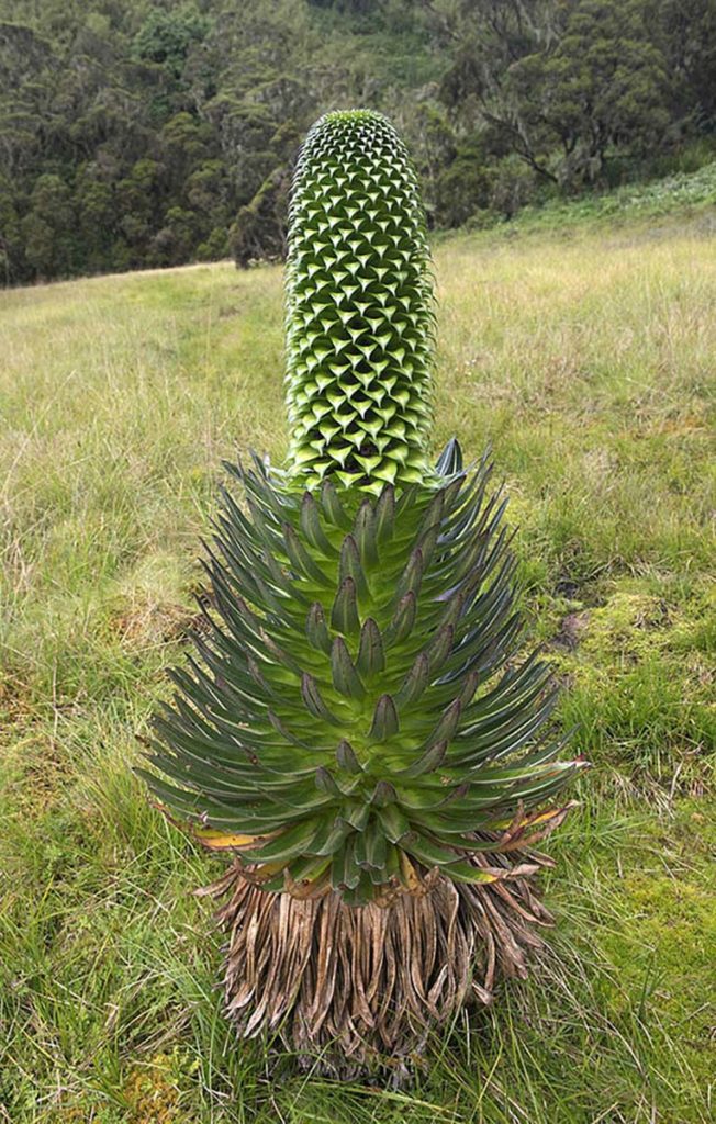 oeganda-rwenzori-lobelia