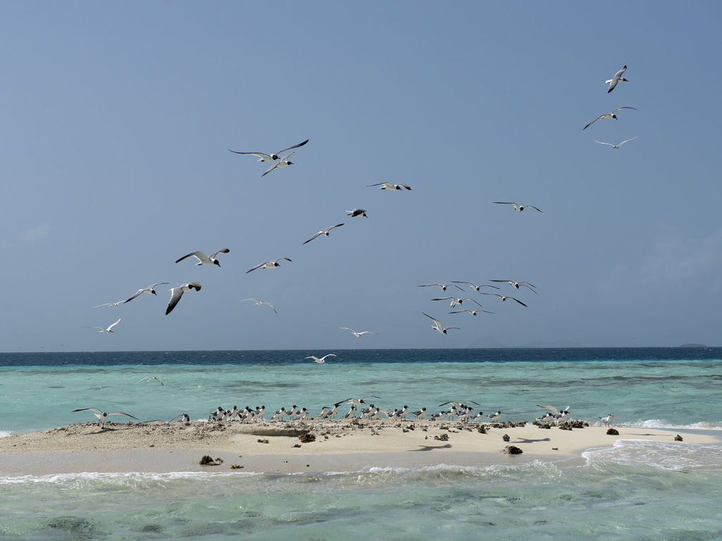 reisverhalen venezuela los-roques-vogels
