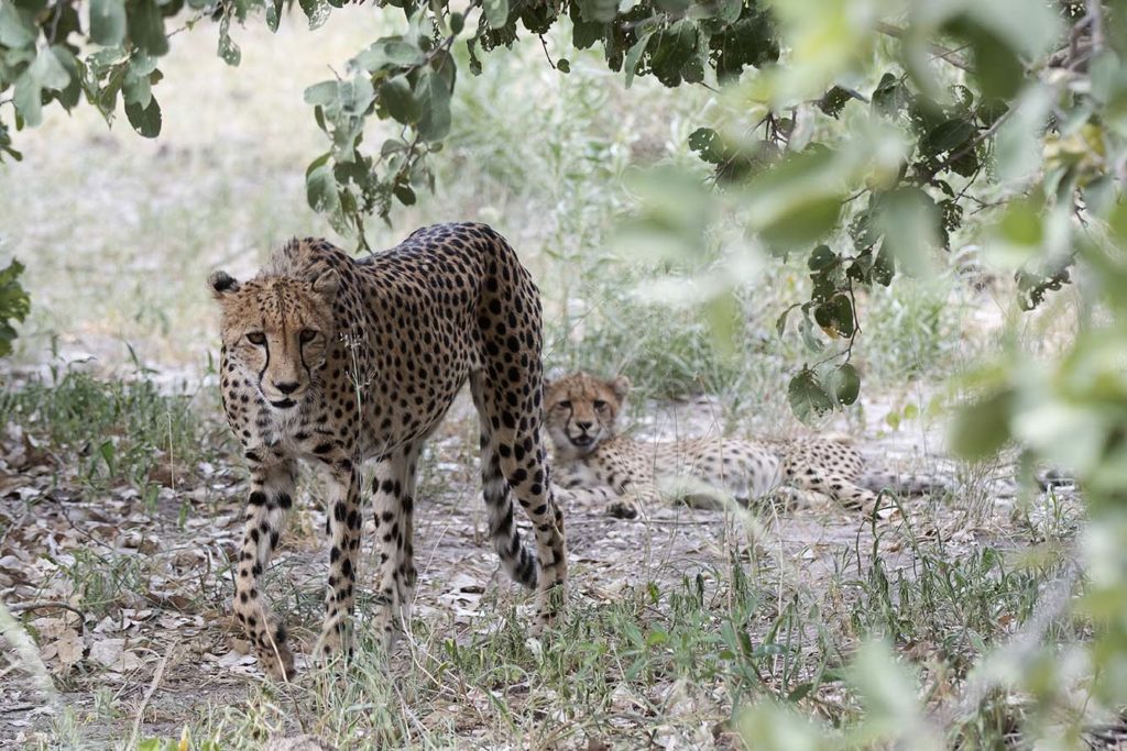 botswana-cheetas