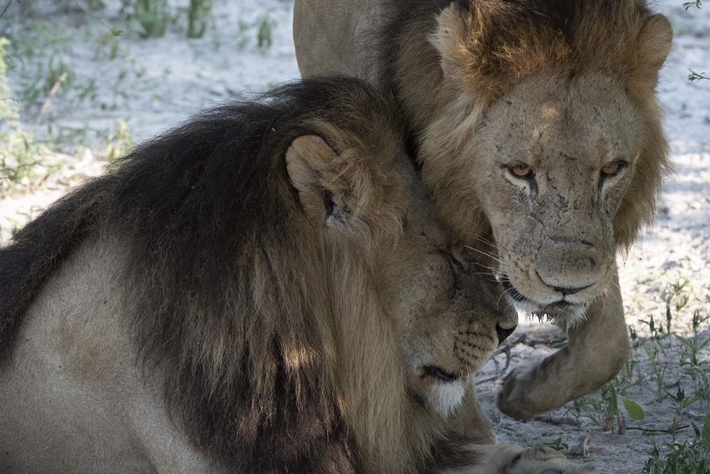 botswana-leeuwen-broers