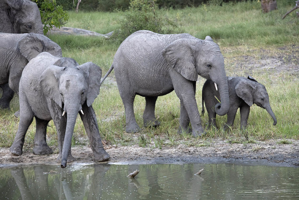 botswana-okavango-olifanten-drinken