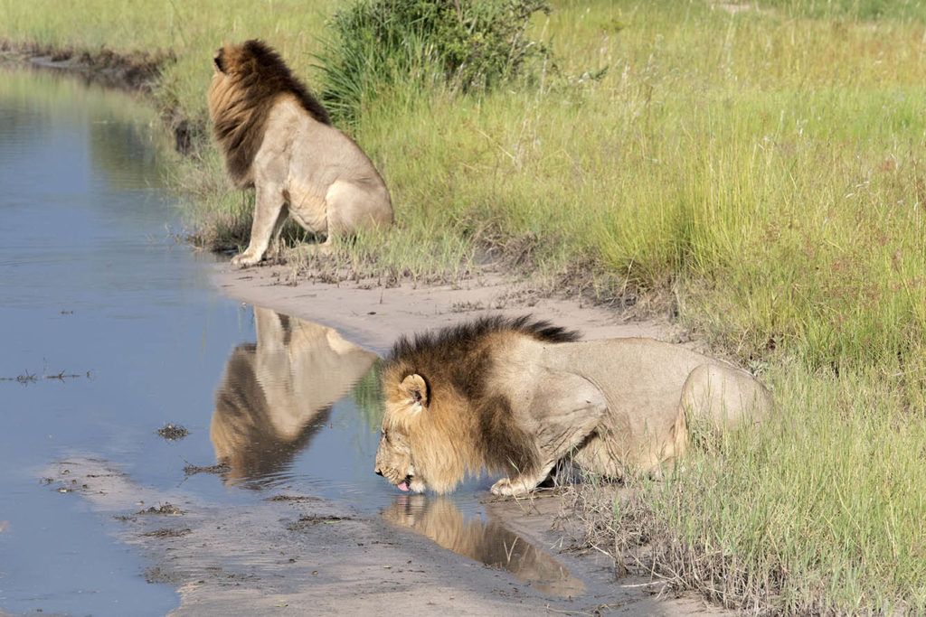 botswana-okavango-delta-leeuwen-drinken