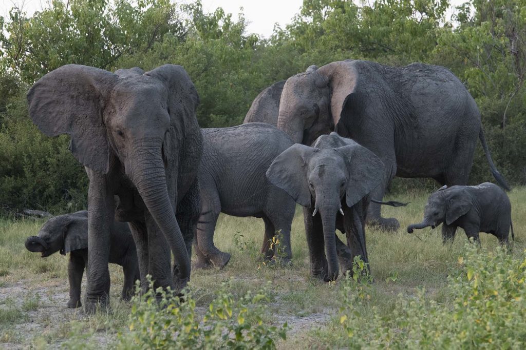 botswana-olifanten-passeren-gamedrive