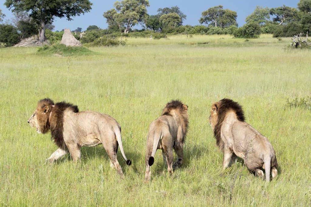 botswana-vumbura-plains-drie-broers