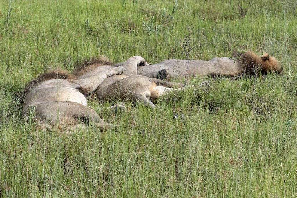 botswana-vumbura-plains-leeuwen-luieren
