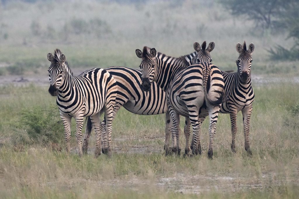 botswana-zebras-gamedrive