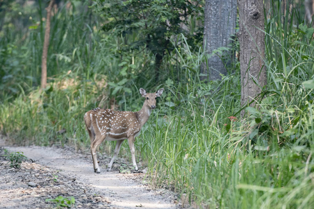 nepal-bardia-axis-hert
