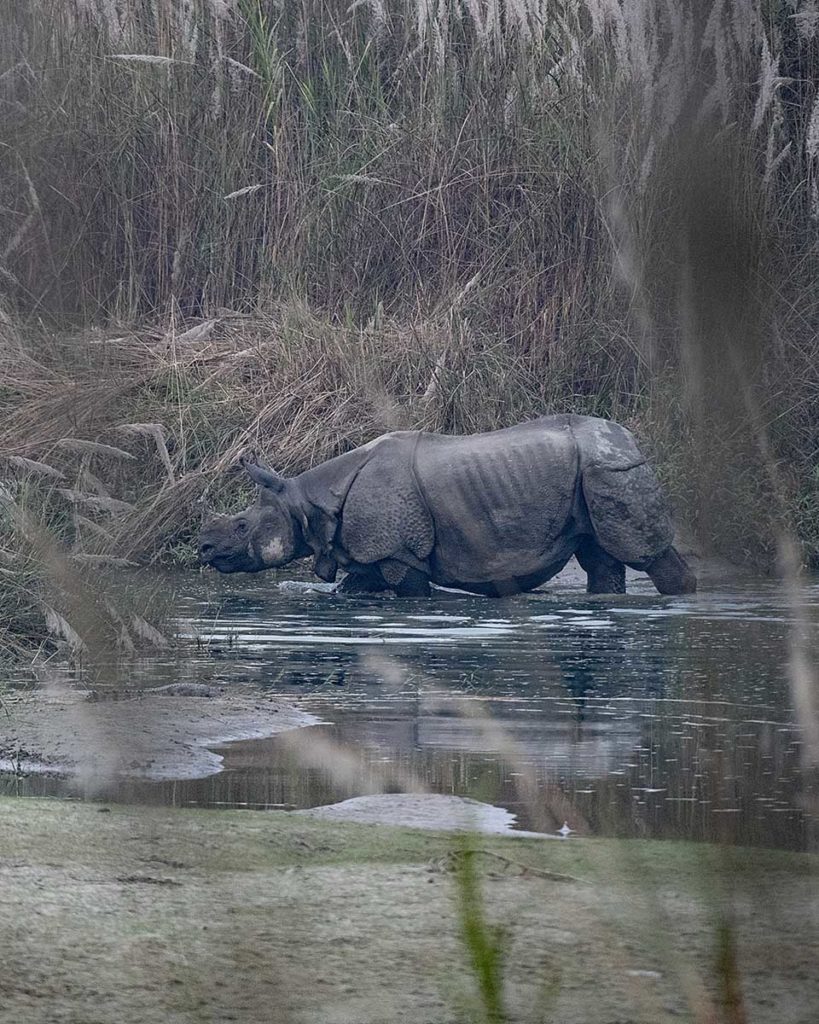 nepal-bardia-neushoorn-staand