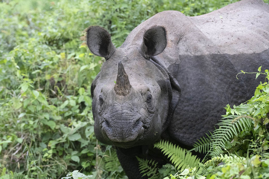 nepal-chitwan-neushoorn-closeup