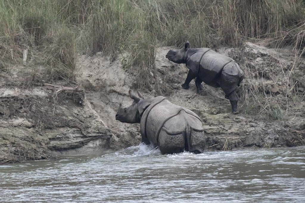 nepal-chiwan-neushoorn-met-kalf