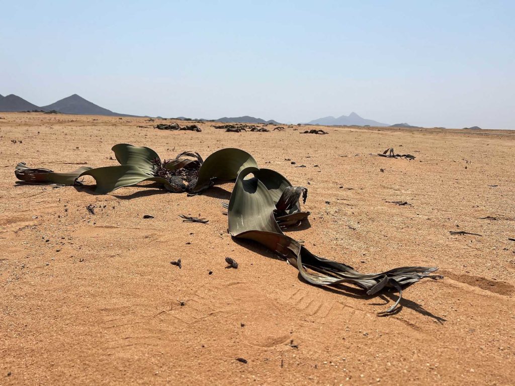 Woestijnplant-Namib-Angola-Henk Bothof