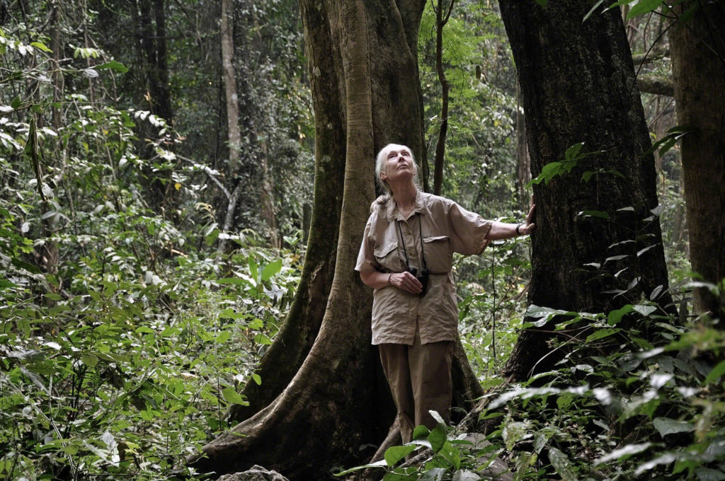 jane-goodall-gombe-national-park-chase-pickering