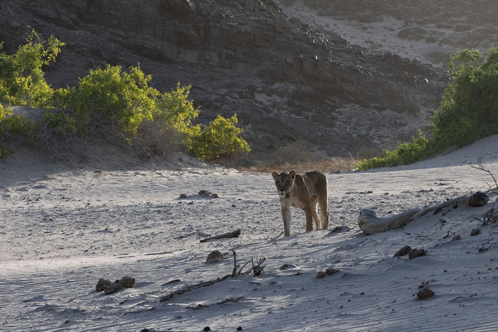 leeuwin-charlie-hoanib-skeleton-coast-henk