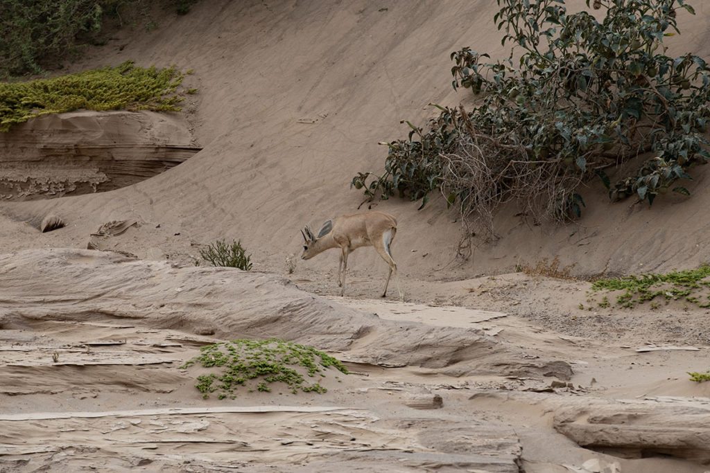 steenbok-hoanib-skeleton-coast-henk-bothof