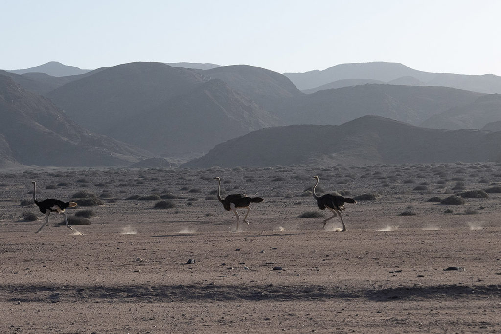 Struisvogels-hoanib-henk-bothof