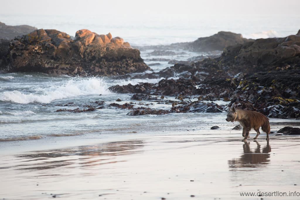 bruine-hyena-skeleton-coast-philip-stander