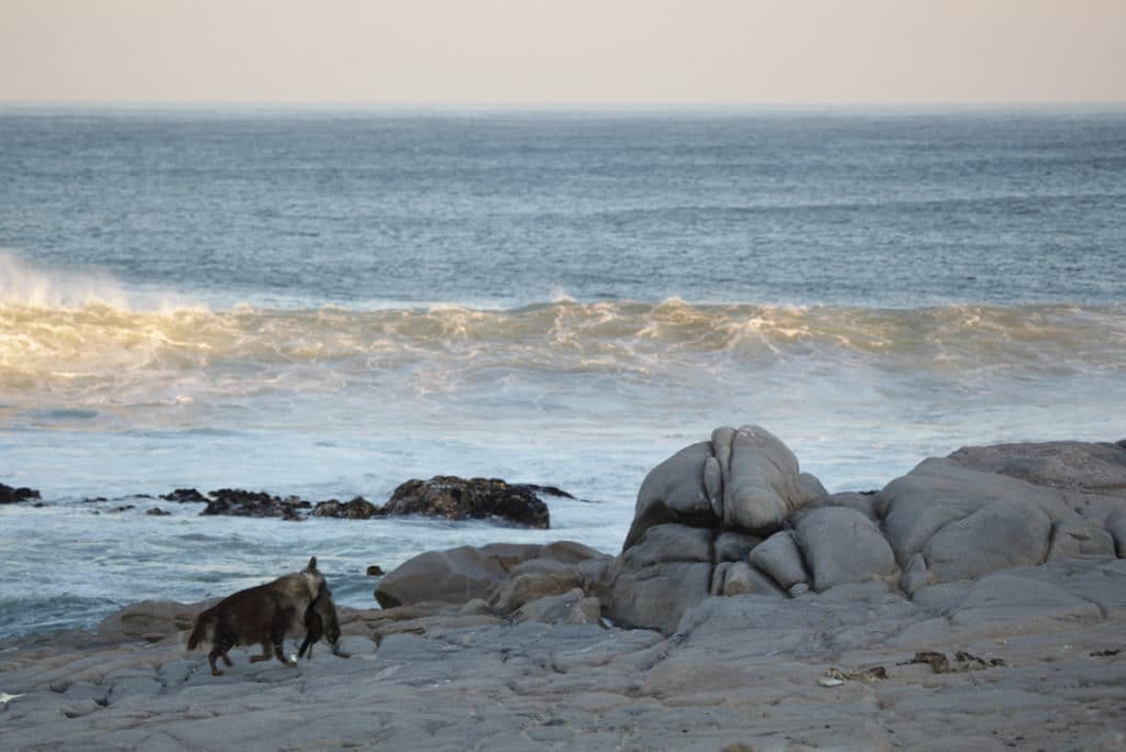hyena-met-prooi-skeleton-coast-emsie-verweij-web