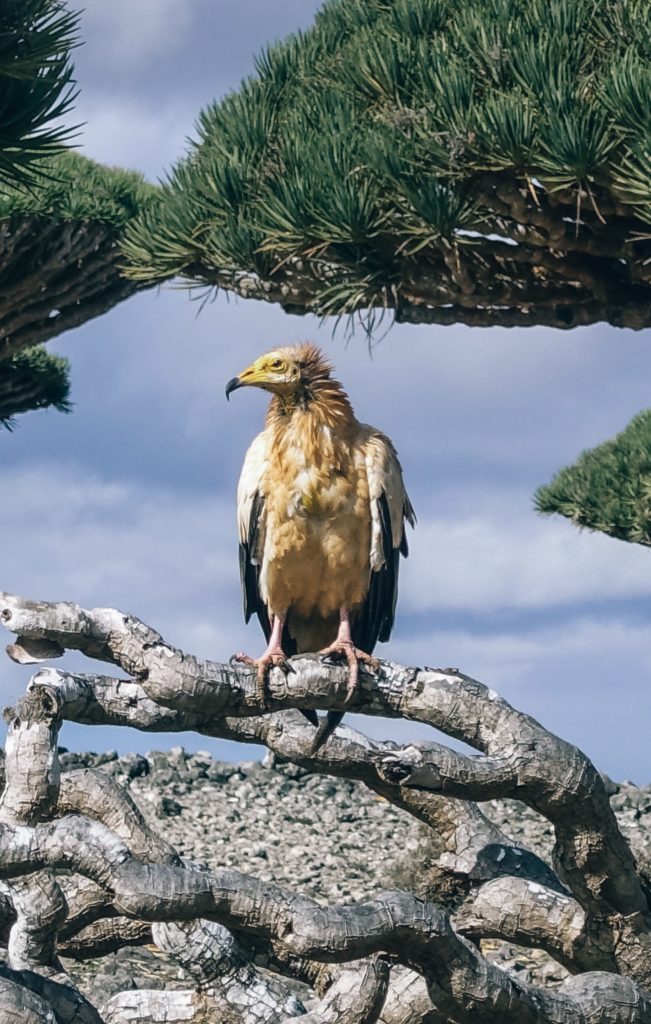vogel-socotra