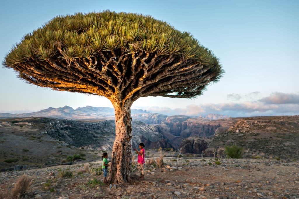 Dragon-tree-socotra