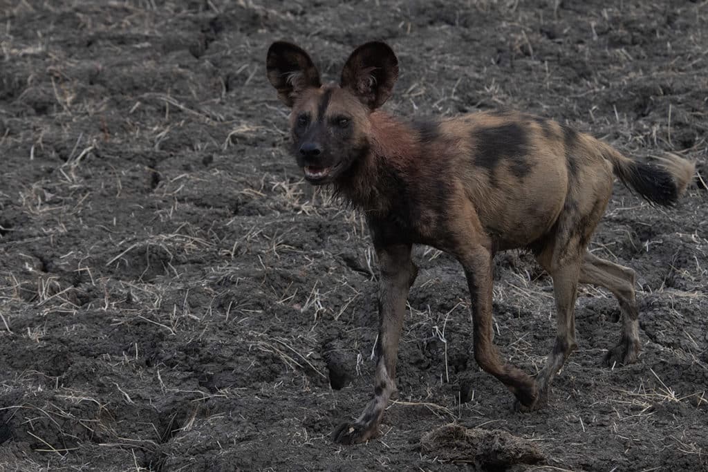close-up-painted-dog-Mana pools-Zimbabwe-Henk-Bothof