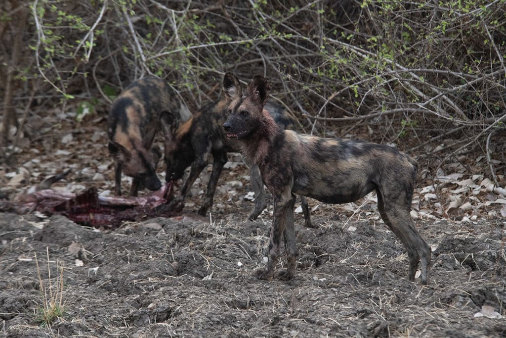 painted-dogs-kill-Mana pools-Zimbabwe-Henk-Bothof