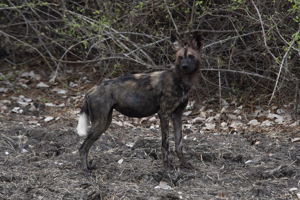 painted-dog-Mana pools-Zimbabwe-Henk-Bothof