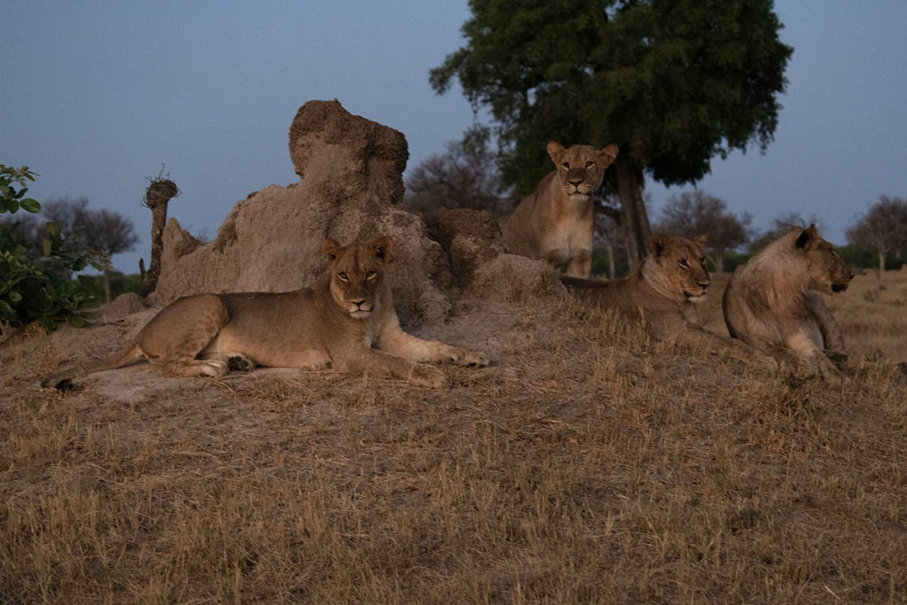 leeuwen-davisons-hwange-henk-bothof