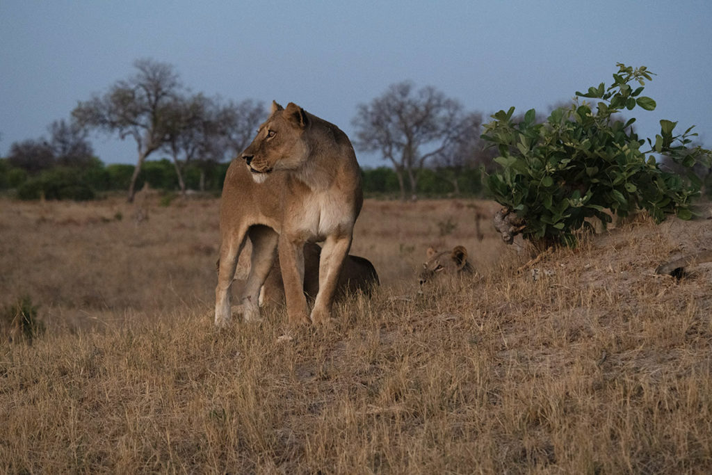leeuwin-schemering-davisons-hwange-henk-bothof