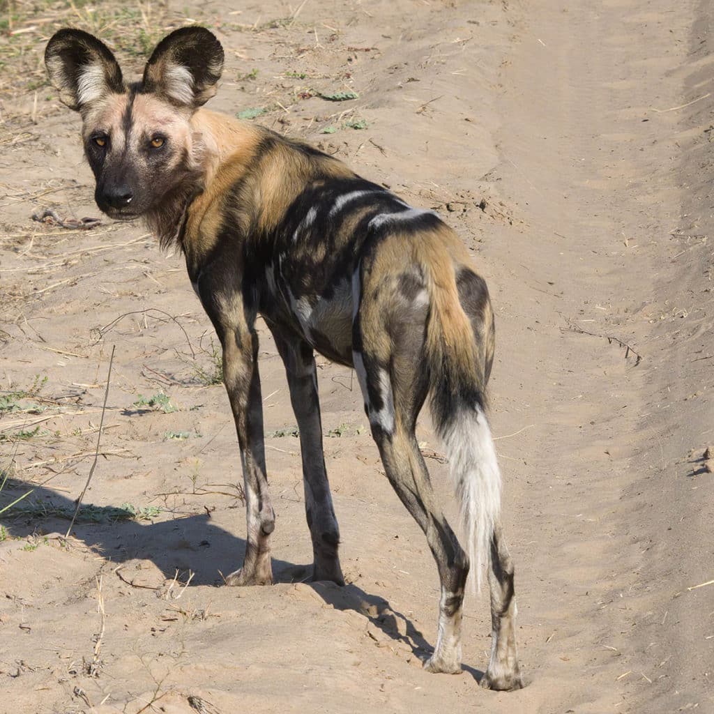 painted-dog-cover-Hwange-Zimbabwe-Henk-Bothof