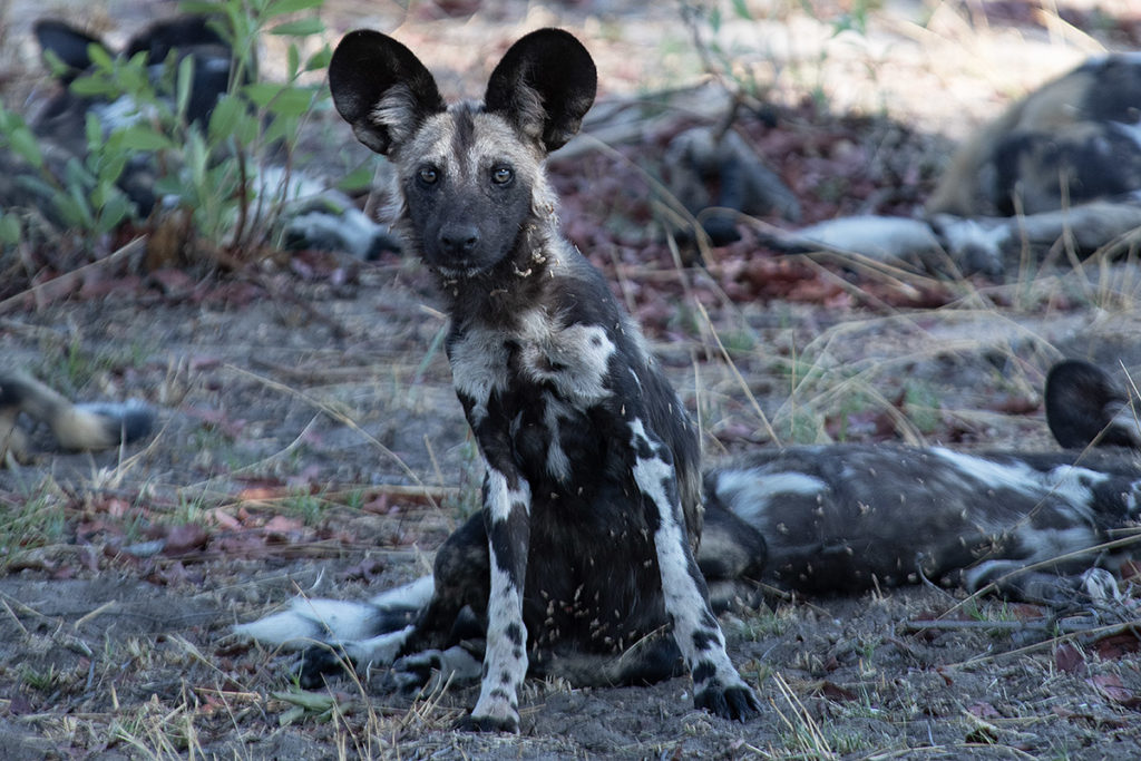 painted-dog-zittend-portret-Hwange-Zimbabwe-Henk-Bothof