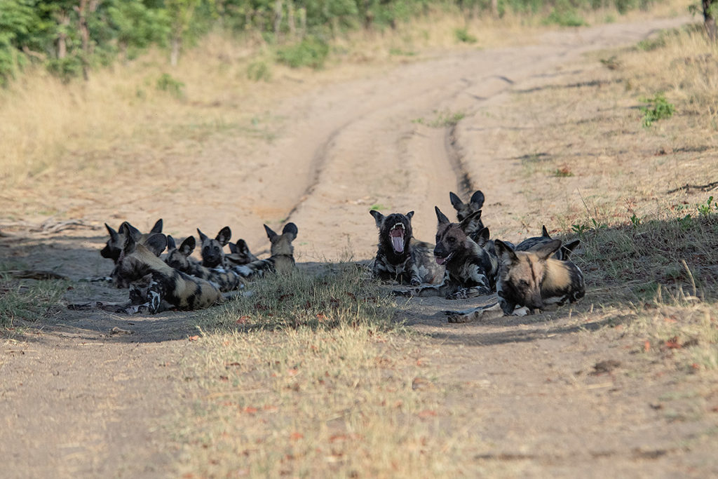 dogs-op weg-Hwange-Zimbabwe-Henk-Bothof