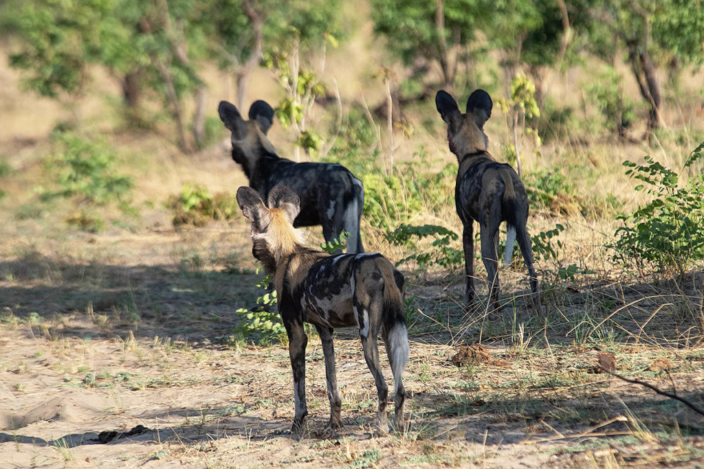 painted-dogs-trio-Hwange-Zimbabwe-Henk-Bothof
