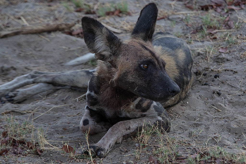 painted-dog-closeup-Hwange-Zimbabwe-Henk-Bothof