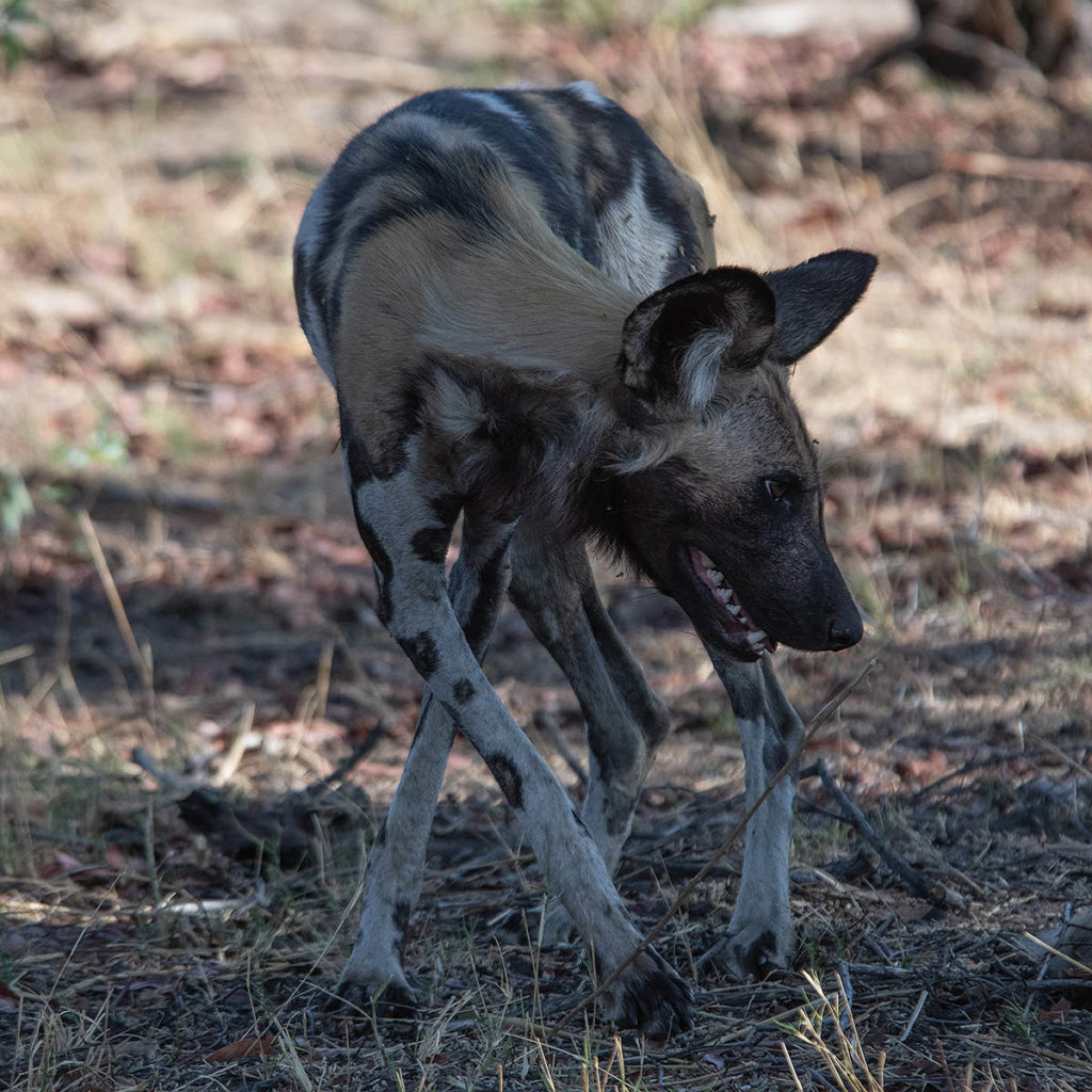 painted-dog-crossing-Hwange-Zimbabwe-Henk-Bothof