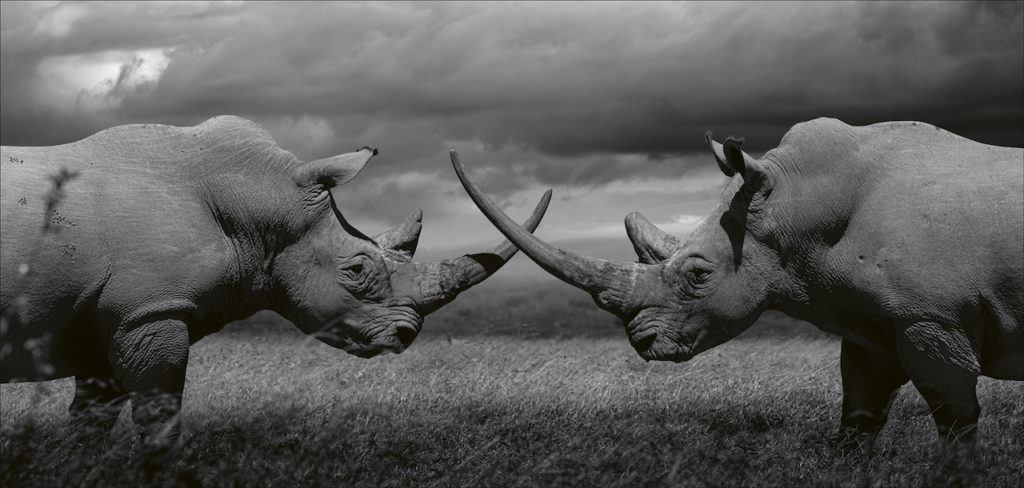 neushoorns-side-by-side-beusker-teneues