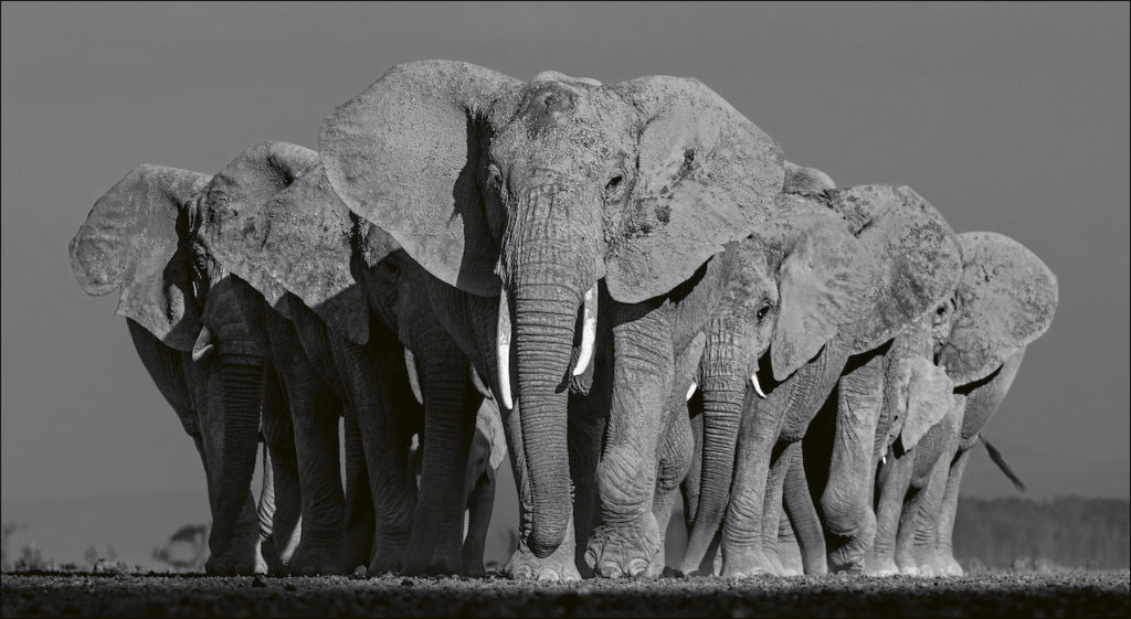 olifanten-beusker-teneues