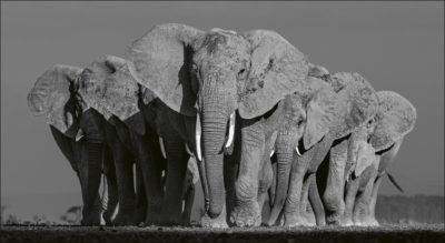 olifanten-beusker-teneues