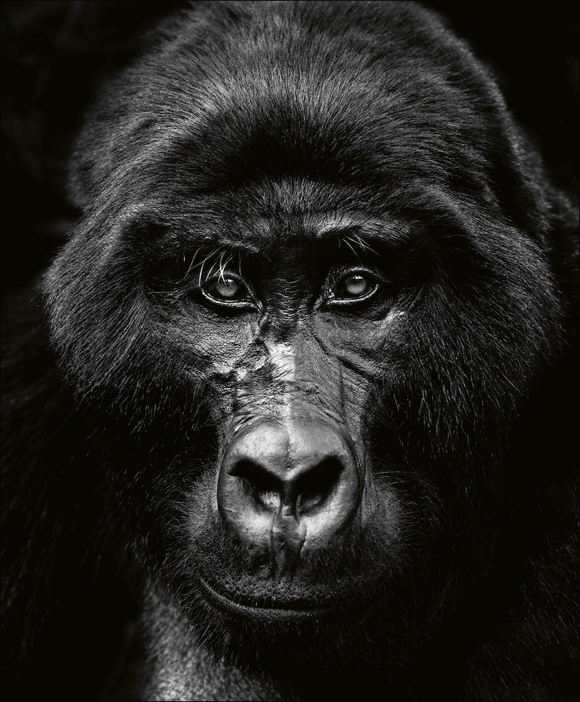 gorilla-beusker-teneues